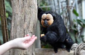 white-faced saki (Pithecia pithecia), Guianan saki, golden-faced saki