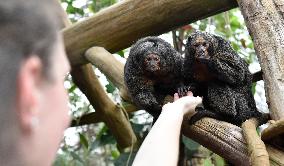 white-faced saki (Pithecia pithecia), Guianan saki, golden-faced saki