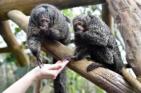 white-faced saki (Pithecia pithecia), Guianan saki, golden-faced saki