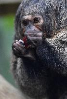 white-faced saki (Pithecia pithecia), Guianan saki, golden-faced saki