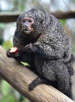 white-faced saki (Pithecia pithecia), Guianan saki, golden-faced saki