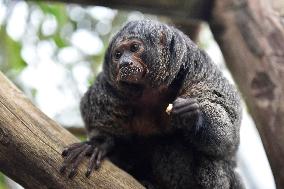 white-faced saki (Pithecia pithecia), Guianan saki, golden-faced saki