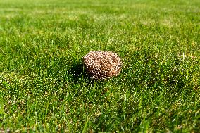 wasp nest