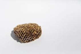 wasp nest