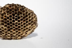 wasp nest