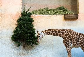 Nubian giraffe (Giraffa Camelopardalis Linnaeus), Rothschild's giraffe, Christmas tree