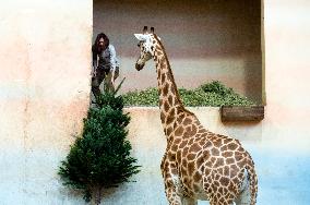 Nubian giraffe (Giraffa Camelopardalis Linnaeus), Rothschild's giraffe, Christmas tree