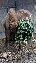 European bison (Bison bonasus), Christmas tree