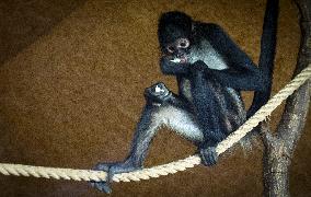 Geoffroy's spider monkey (Ateles geoffroyi), black-handed spider monkey