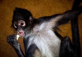 Geoffroy's spider monkey (Ateles geoffroyi), black-handed spider monkey