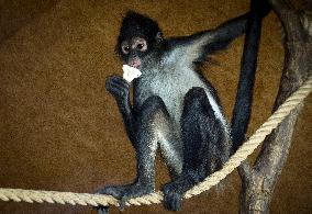Geoffroy's spider monkey (Ateles geoffroyi), black-handed spider monkey