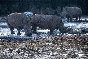 southern white rhinoceros, southern square-lipped rhinoceros (Ceratotherium simum simum)