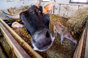 zebu (Bos primigenius indicus, Bos indicus, Bos taurus indicus), indicine cattle, humped cattle