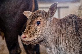 zebu (Bos primigenius indicus, Bos indicus, Bos taurus indicus), indicine cattle, humped cattle