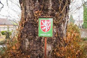 the Significant (veteran) tree, Tilia, lime tree on old graveyard by Cemetery Church of St Wenceslas