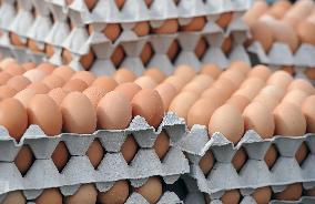 tray of fresh eggs, egg