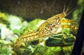 Marbled Crayfish, Deceitful Crayfish, Procambarus virginalis (Procambarus fallax f. virginalis), aquarium,crawfish