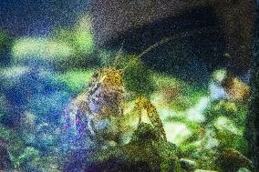 Marbled Crayfish, Deceitful Crayfish, Procambarus virginalis (Procambarus fallax f. virginalis), aquarium,crawfish