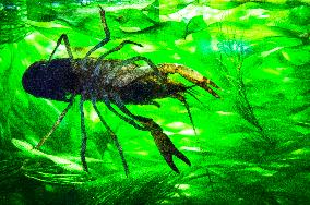 Marbled Crayfish, Deceitful Crayfish, Procambarus virginalis (Procambarus fallax f. virginalis), aquarium,crawfish