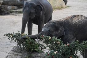 Asian elephant (Elephas maximus), Christmas tree