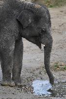 Asian elephant (Elephas maximus), water, ice