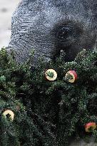 Asian elephant (Elephas maximus), Christmas tree