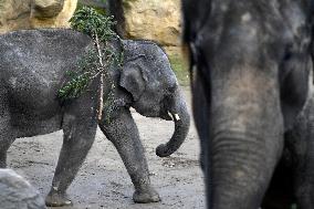 Asian elephant (Elephas maximus), Christmas tree