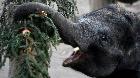 Asian elephant (Elephas maximus), Christmas tree