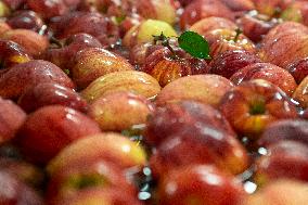 Czech farm Dolany, apple, apples, fruit