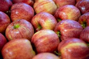 Czech farm Dolany, apple, apples, fruit