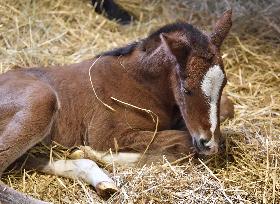 Thoroughbred colt