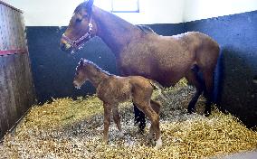 Thoroughbred colt