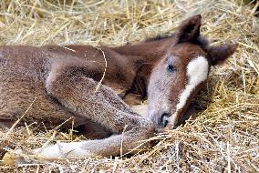 Thoroughbred colt