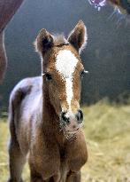 Thoroughbred colt