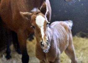 Thoroughbred colt