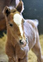 Thoroughbred colt