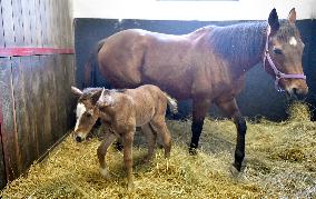 Thoroughbred colt