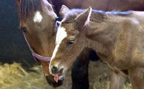 Thoroughbred colt