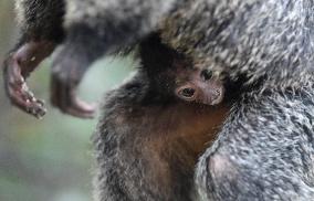 white-faced saki (Pithecia pithecia), Guianan saki, golden-faced saki