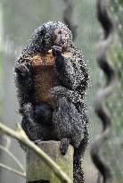 white-faced saki (Pithecia pithecia), Guianan saki, golden-faced saki