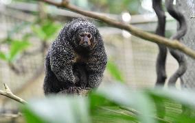 white-faced saki (Pithecia pithecia), Guianan saki, golden-faced saki