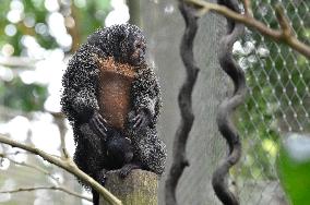 white-faced saki (Pithecia pithecia), Guianan saki, golden-faced saki