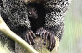 white-faced saki (Pithecia pithecia), Guianan saki, golden-faced saki