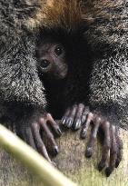 white-faced saki (Pithecia pithecia), Guianan saki, golden-faced saki