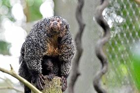 white-faced saki (Pithecia pithecia), Guianan saki, golden-faced saki