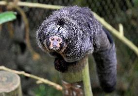 white-faced saki (Pithecia pithecia), Guianan saki, golden-faced saki