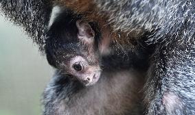 white-faced saki (Pithecia pithecia), Guianan saki, golden-faced saki