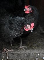 Bird flu pathogenic type H5N8, hen
