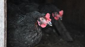 Bird flu pathogenic type H5N8, hen