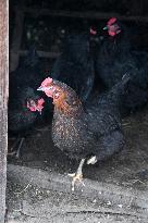 Bird flu pathogenic type H5N8, hen